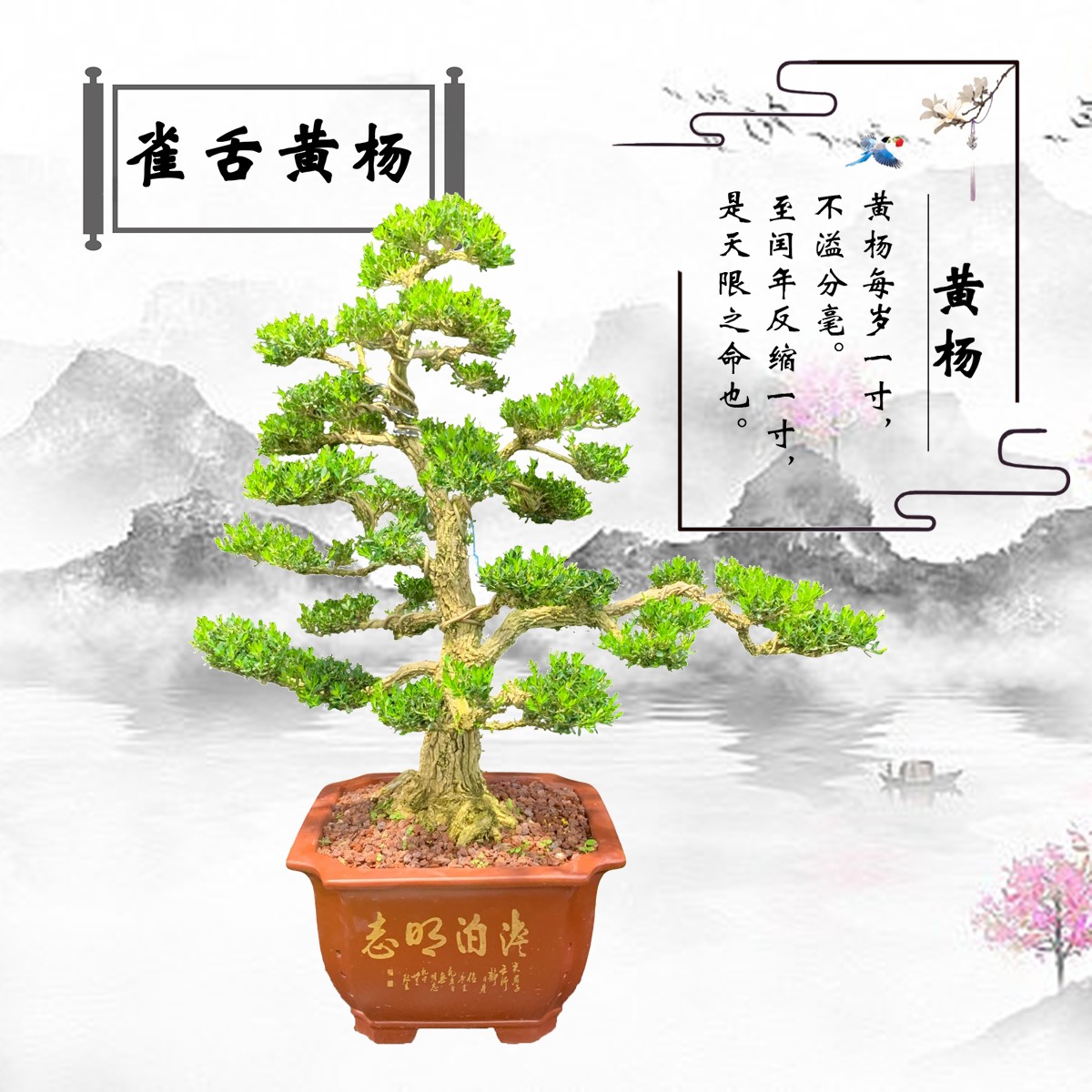 【172号】黄杨树黄杨盆景立体大树型四季常青绿植庭院别墅易活