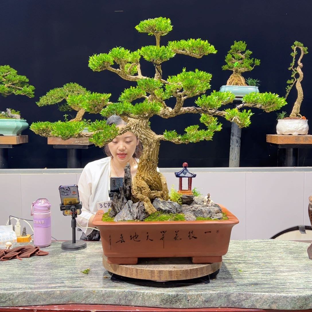 绿植盆景黄杨雀舌软枝
