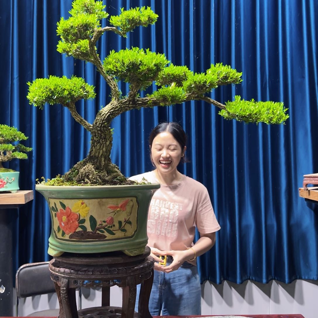 绿植黄杨盆景室内外植物阳台庭院一物一拍黄杨