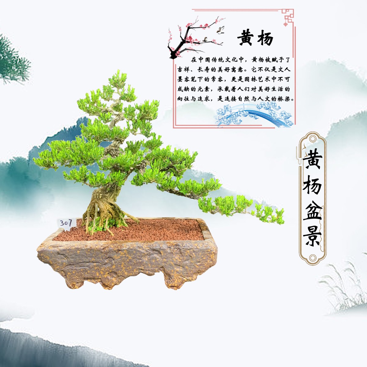 【307号】精品迎客松式造型黄杨盆景岭南截干蓄枝手法室内外可摆放