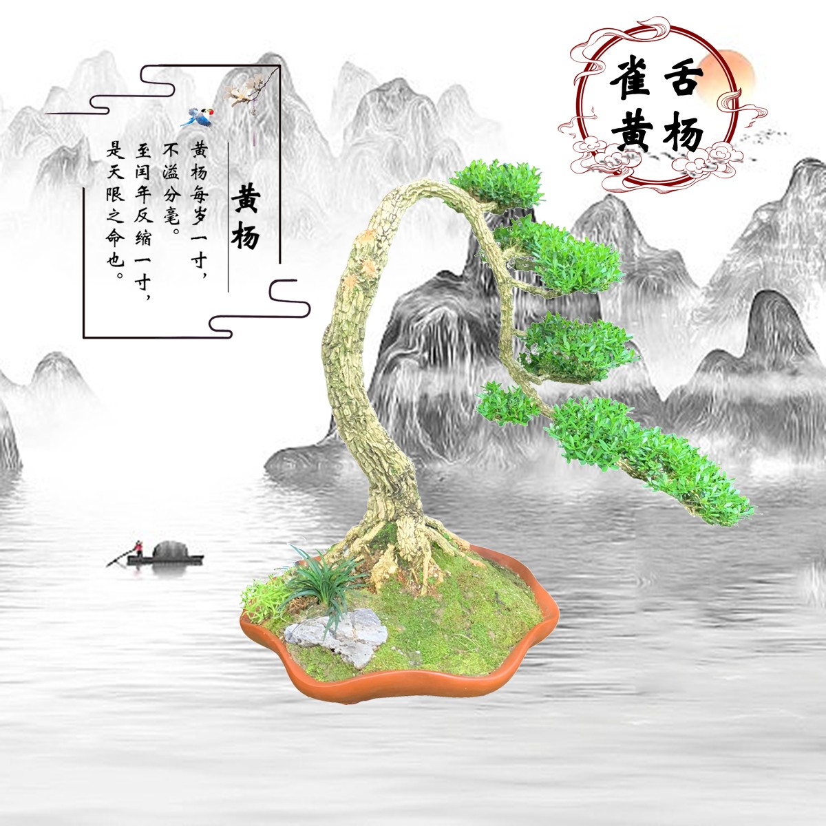 【372号】跌枝文人造型黄杨老桩盆景小叶四季常青植物好养易活盆栽