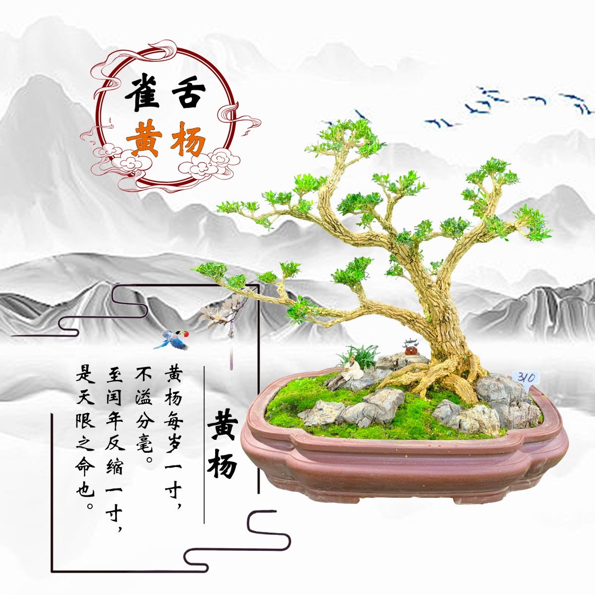 【310号】卧干式造型树黄杨盆景岭南骨架老桩小叶四季常青好养易活