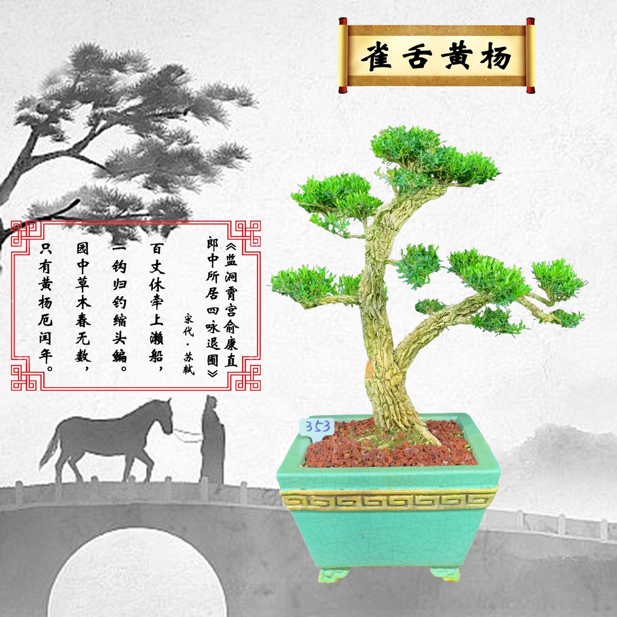 【353号】直干式造型树黄杨盆景原生老桩雀舌小叶四季常青好养易活