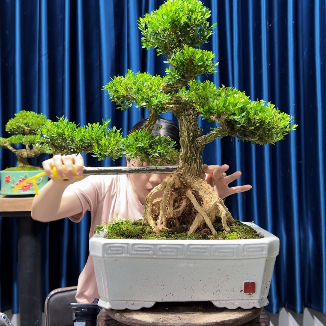 绿植黄杨盆景室内外植物阳台庭院一物一拍黄杨