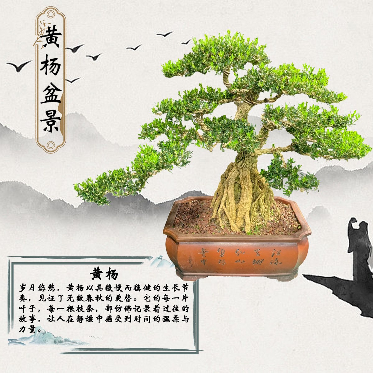 【170号】日式蟠扎手法黄杨矮霸盆景庭院植物四季常青好养易活盆栽