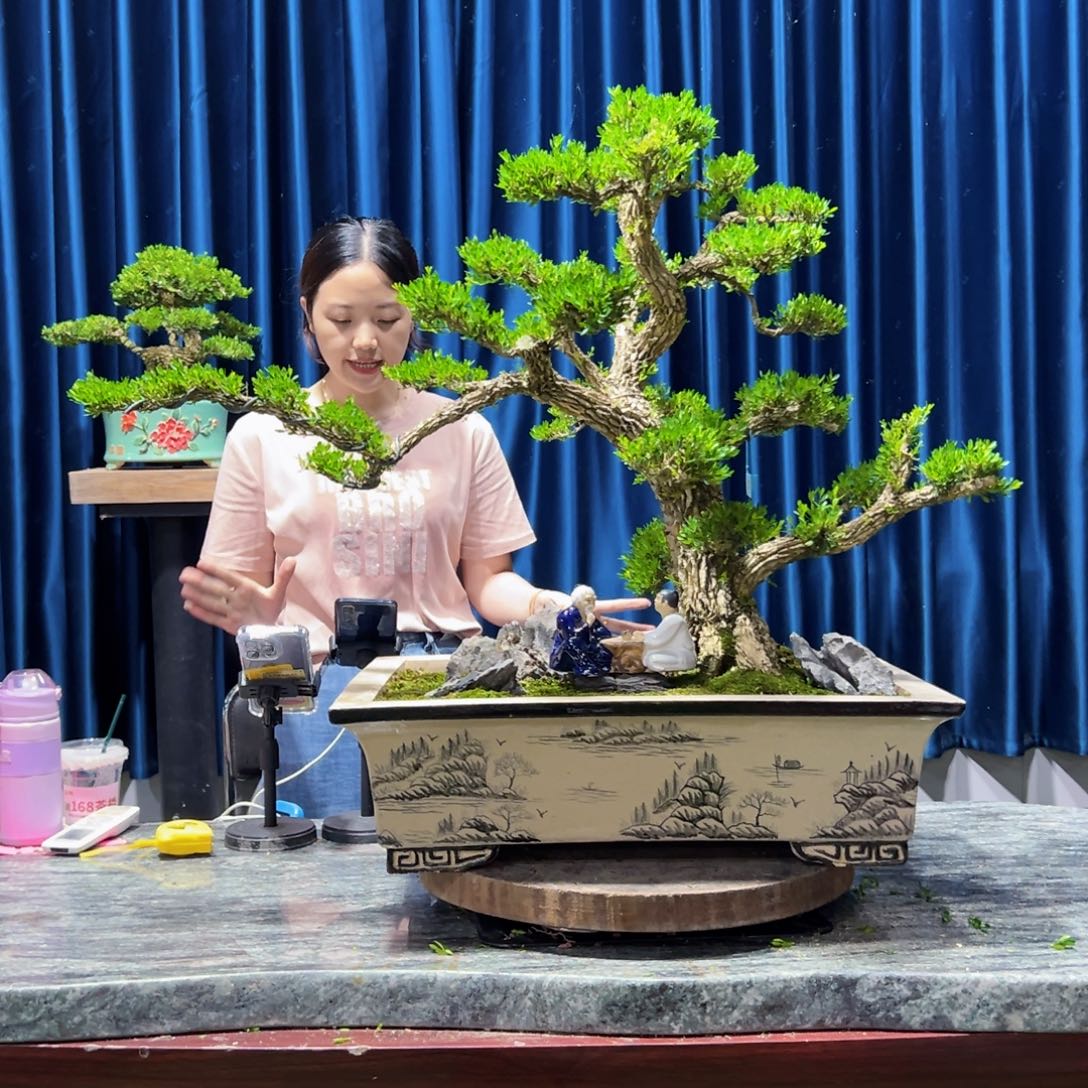 绿植黄杨盆景室内外植物阳台庭院一物一拍黄杨