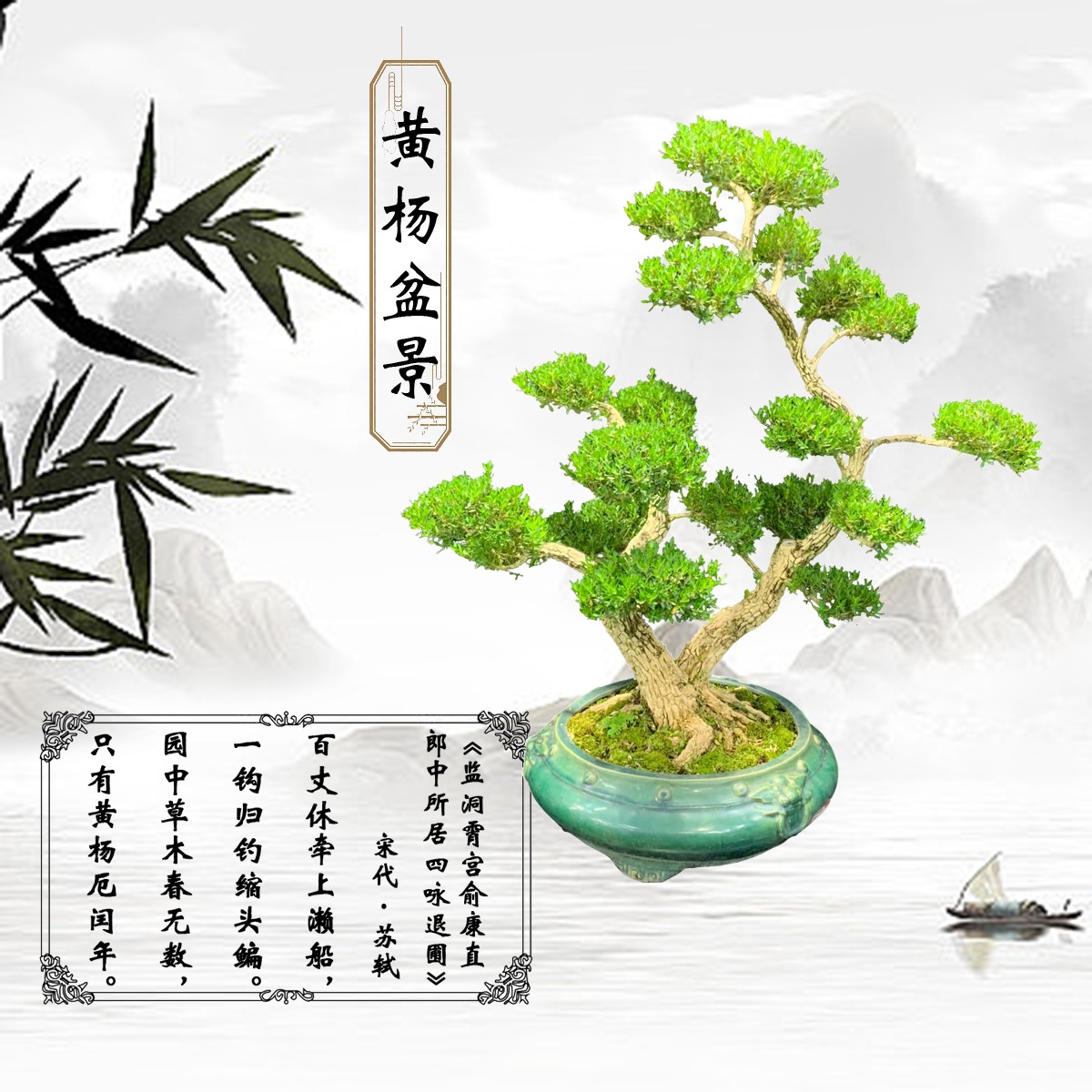 【106号】双杆式盆景造型黄杨客厅大盆栽植物庭院老桩四季常青绿植