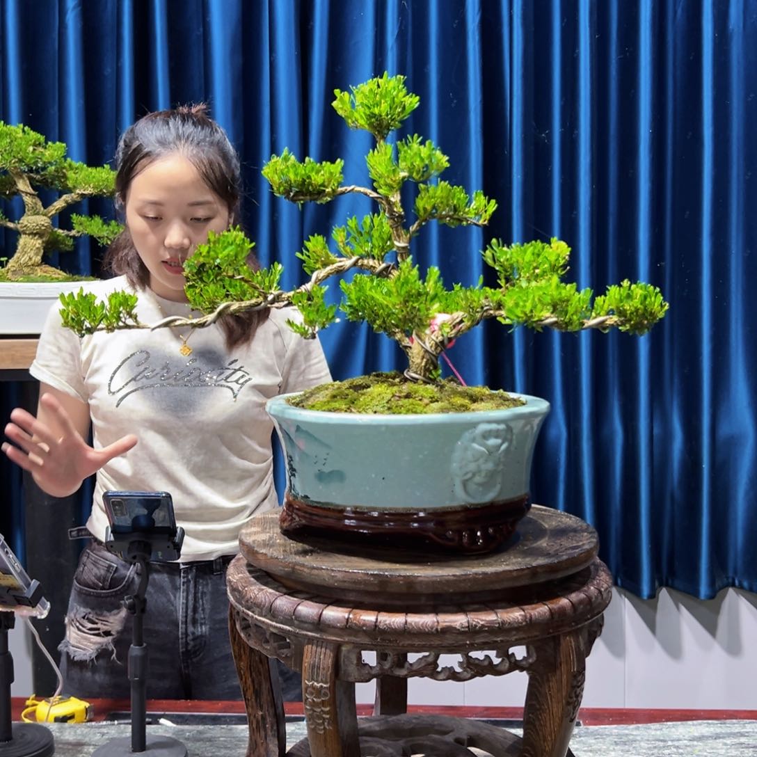 广东盆景艺术黄杨