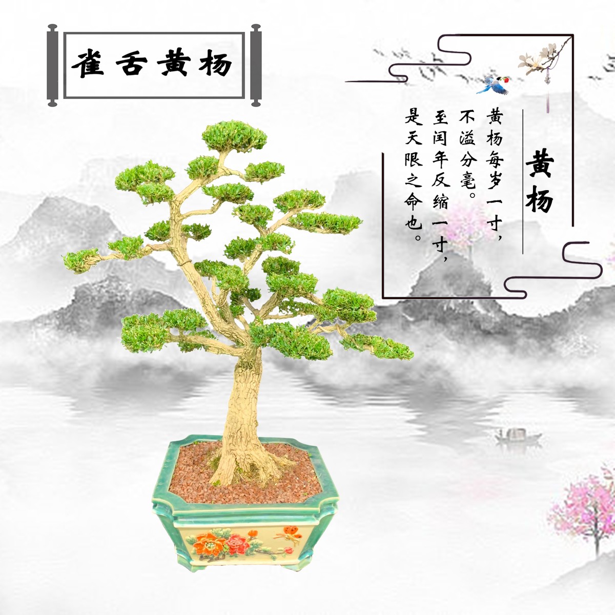 【104号】老桩大树形雀舌黄杨盆景小叶四季常青南北方好养易活植物
