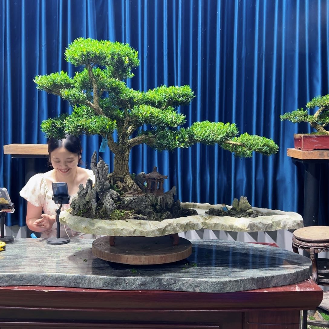 广东盆景艺术山**狼黄杨