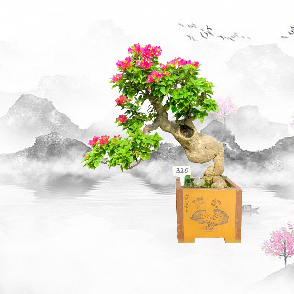 【320号】三角梅矮霸老桩盆景四季开花阳台庭院花卉观花植物带花苞