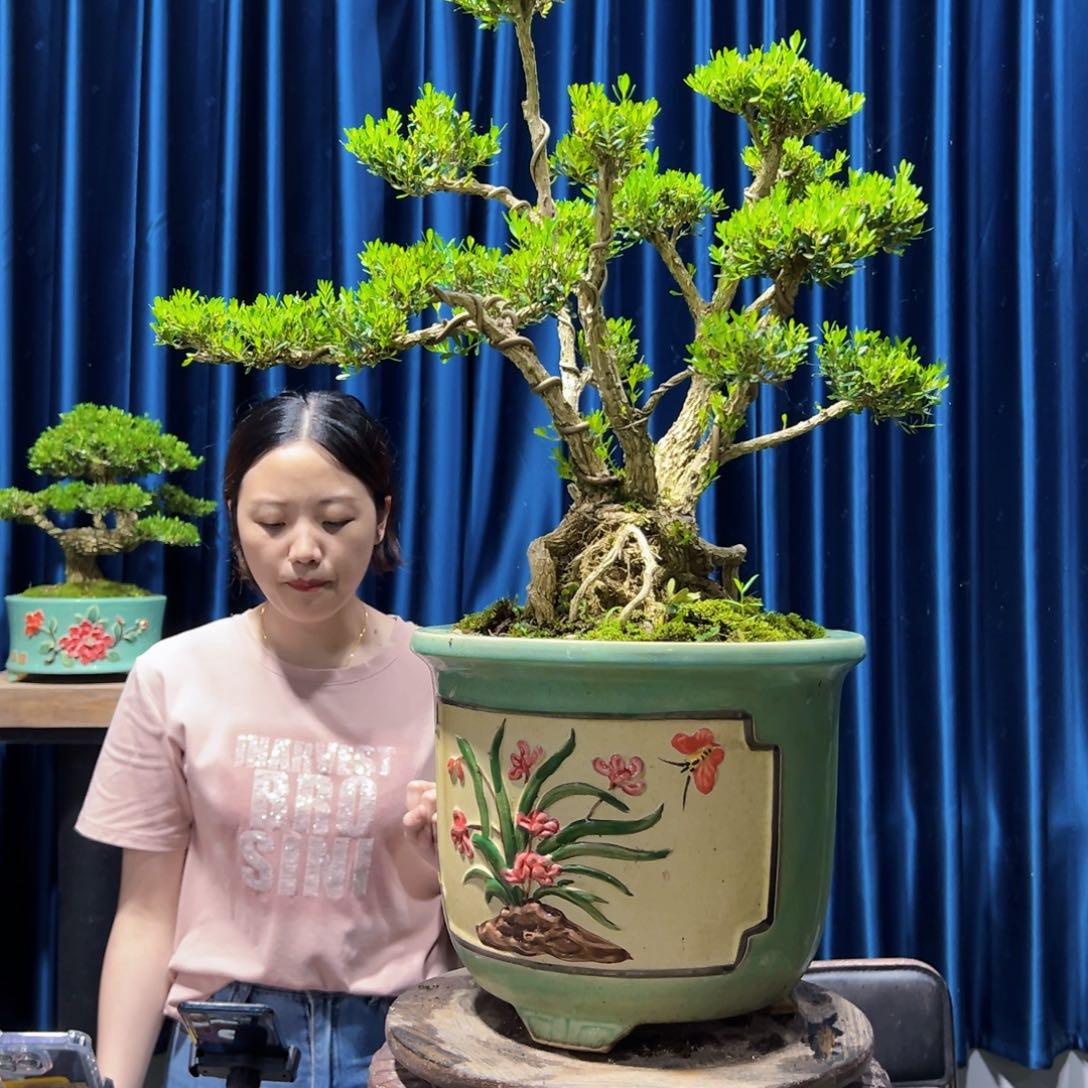 绿植黄杨盆景室内外植物阳台庭院一物一拍黄杨