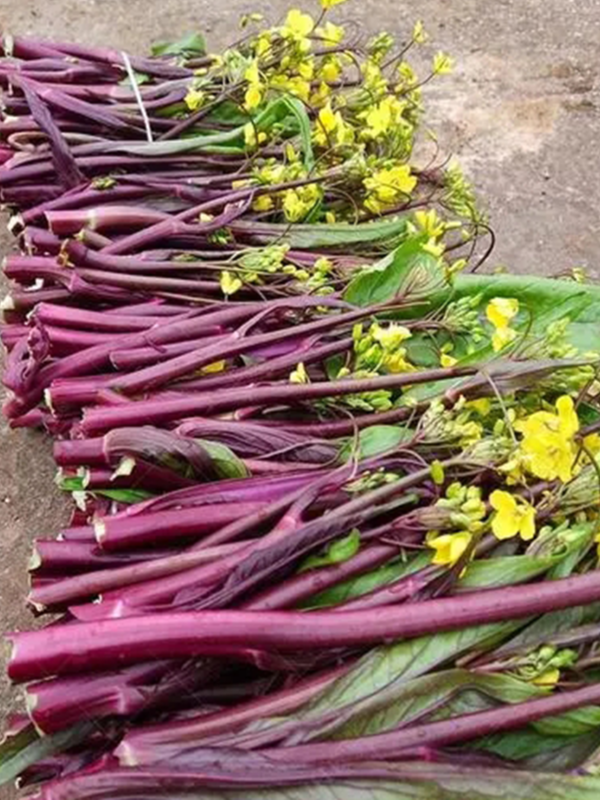 湖南湘西农家自种白菜苔红菜苔