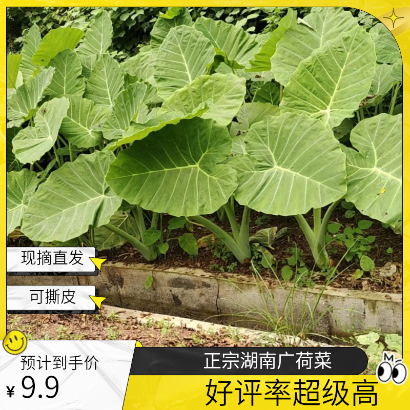 正宗湖南广荷菜新鲜现摘直发