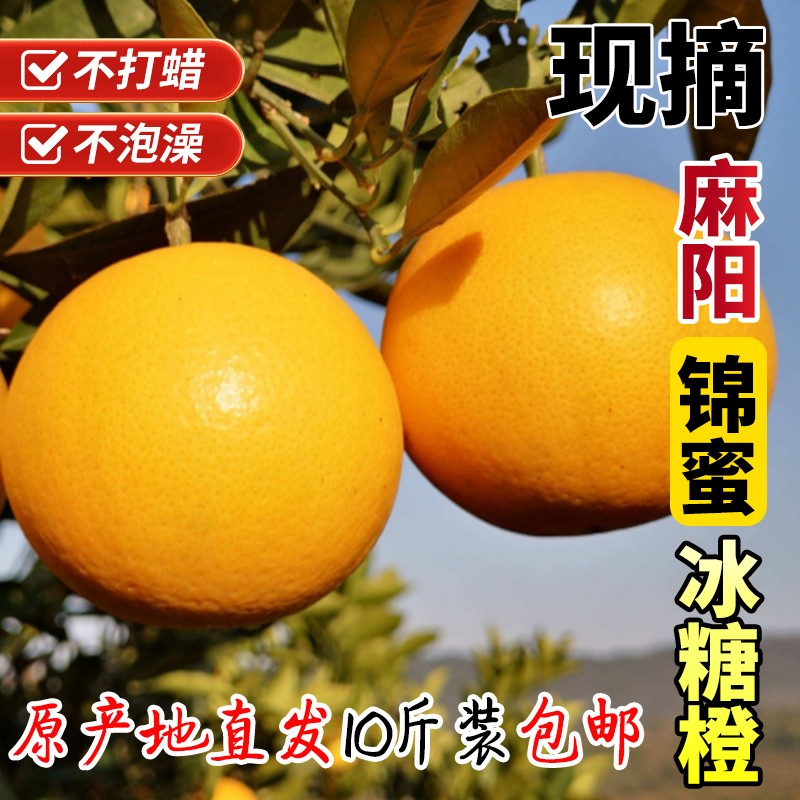 正宗湖南麻阳锦密冰糖橙新鲜现摘直发