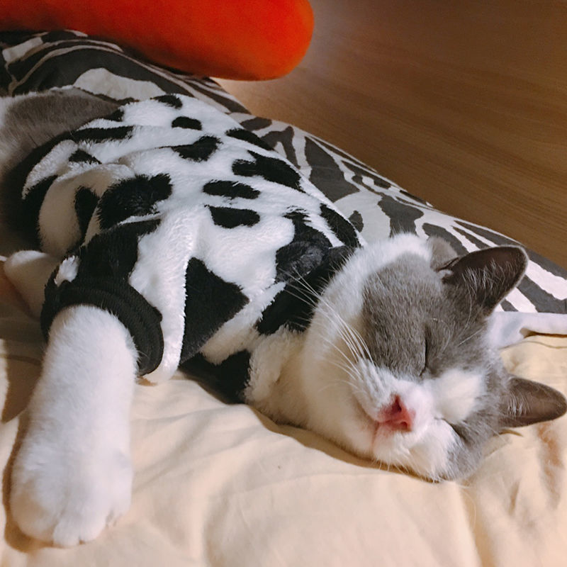 猫咪衣服秋冬装宠物无毛猫猫保暖可爱英短蓝猫衣服小狗狗加绒卫