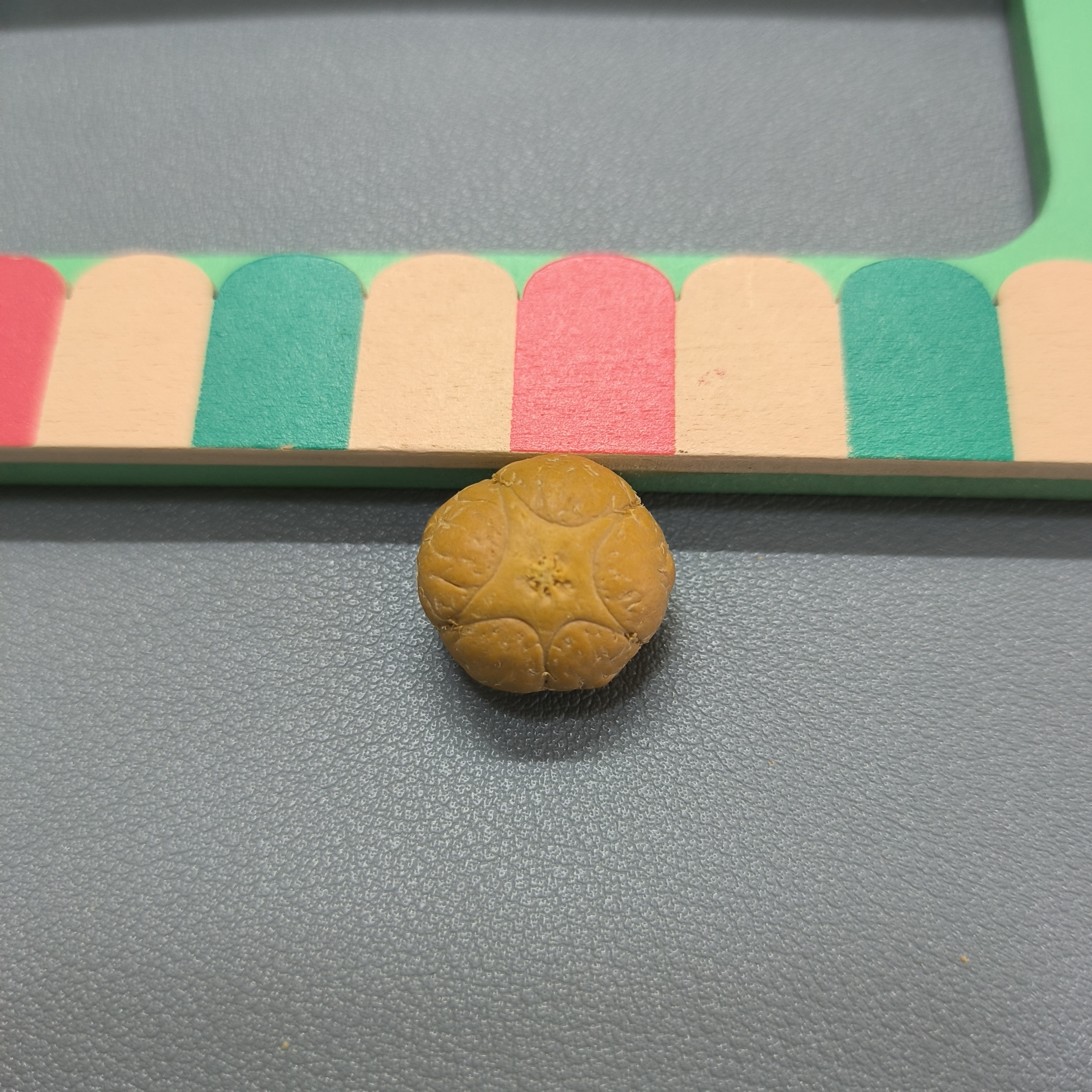 【WF518011】24年新籽直径18mm厚13mm五星单颗尼泊尔凤眼菩提