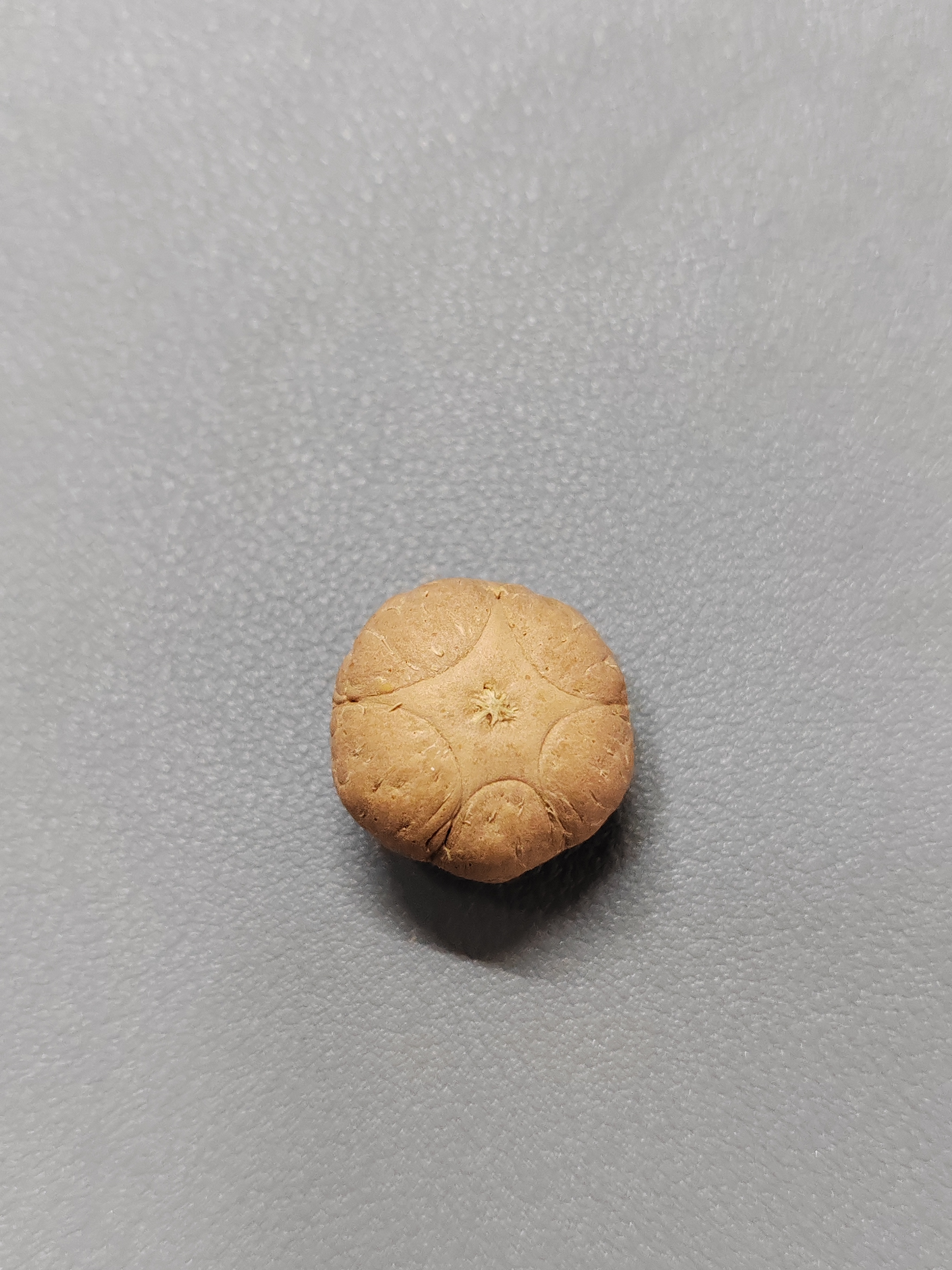 【WF520004】24年新籽直径20mm厚14mm五星单颗尼泊尔凤眼菩提