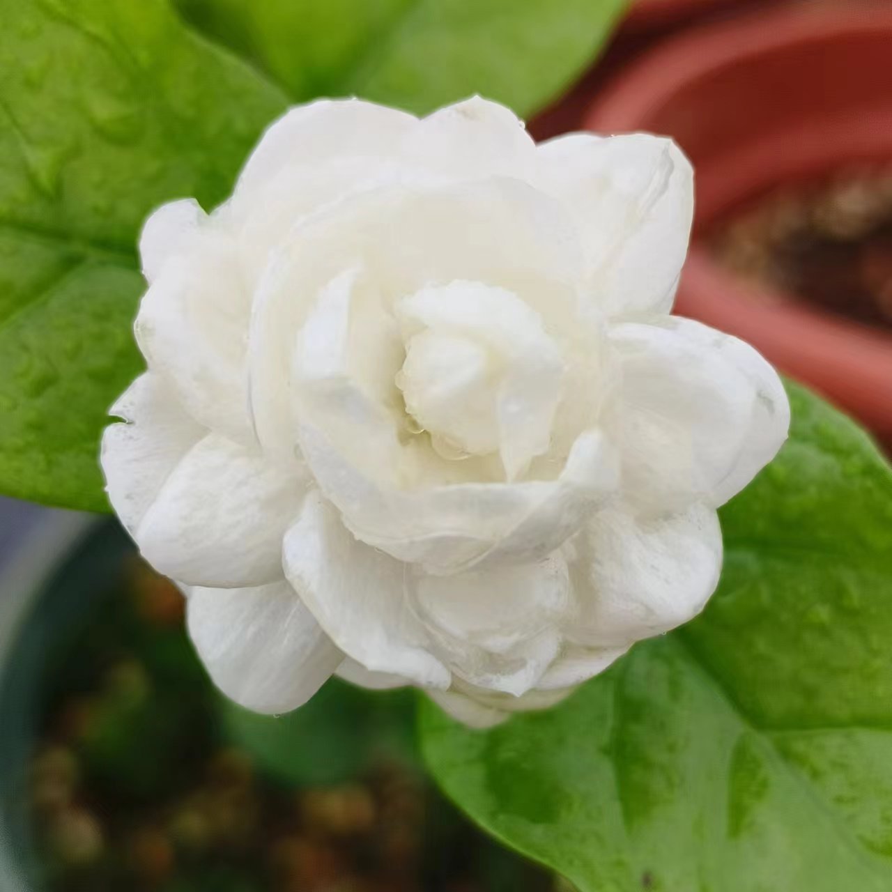 广西横县虎头茉莉花
