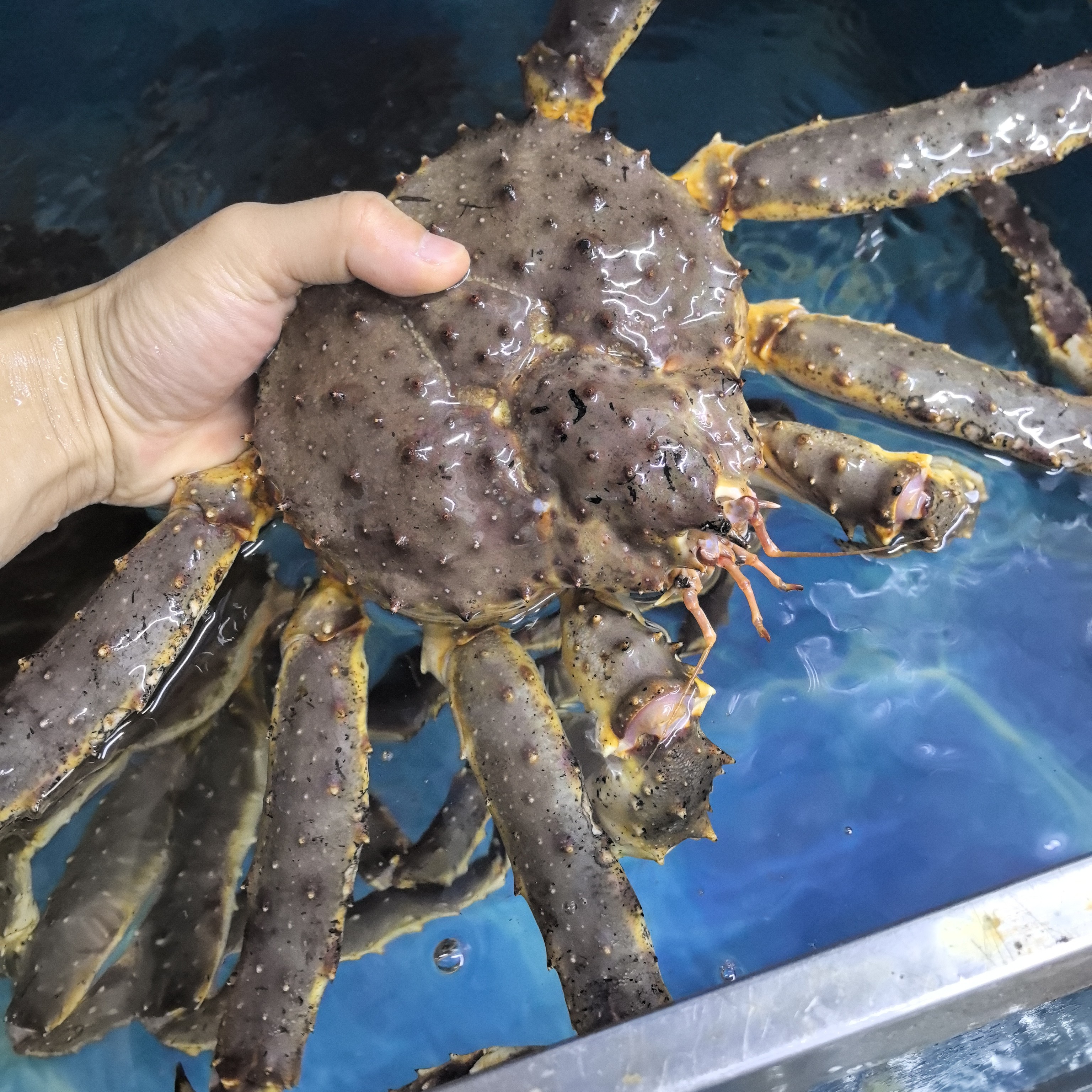 【鲜活】帝王蟹单只2.9-3.2斤只  鲜活打氧气配送