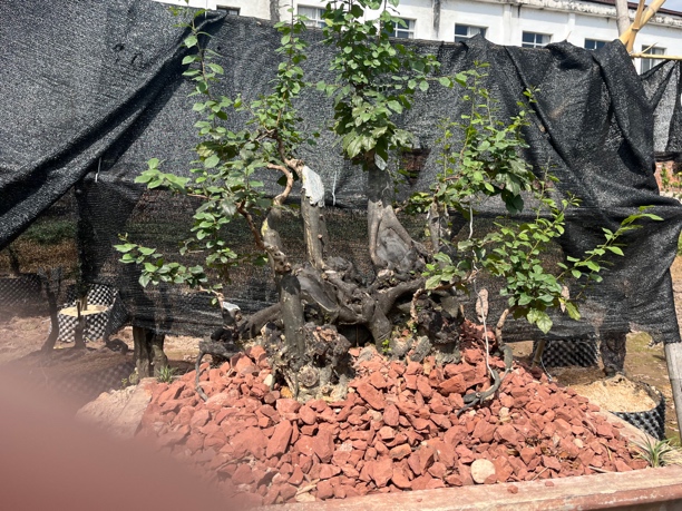 老鸦柿（直播专用，私拍不发，一物一拍）