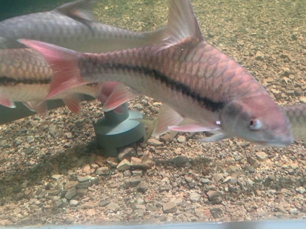 红吉罗淡水观赏鱼