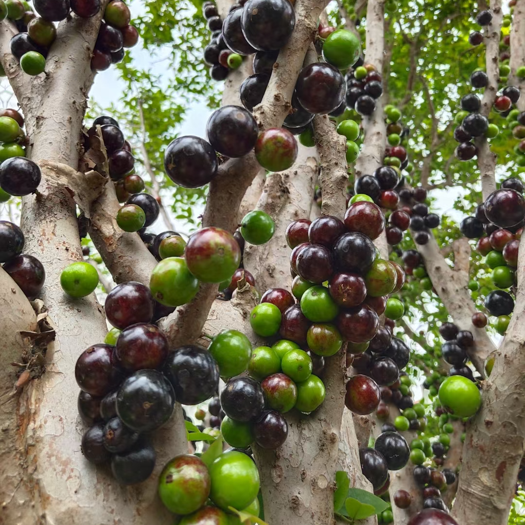 2号链接绿植一物一拍，直播间一物一拍