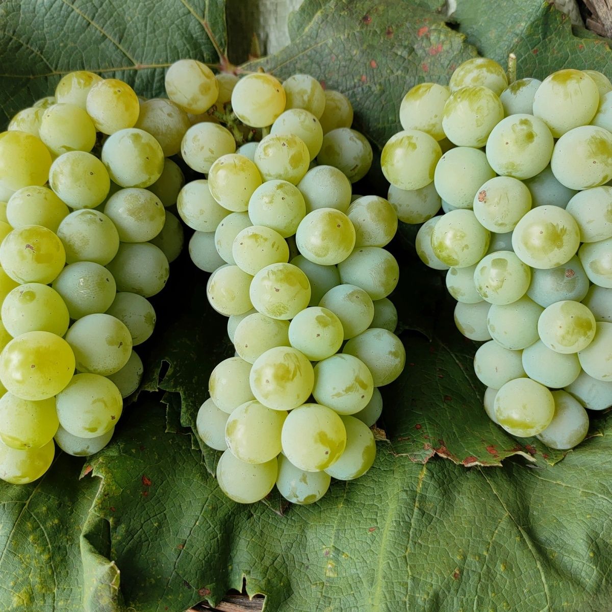 【顺丰包邮】贵州水晶葡萄现摘现发农家土葡萄绿葡萄顺丰包邮