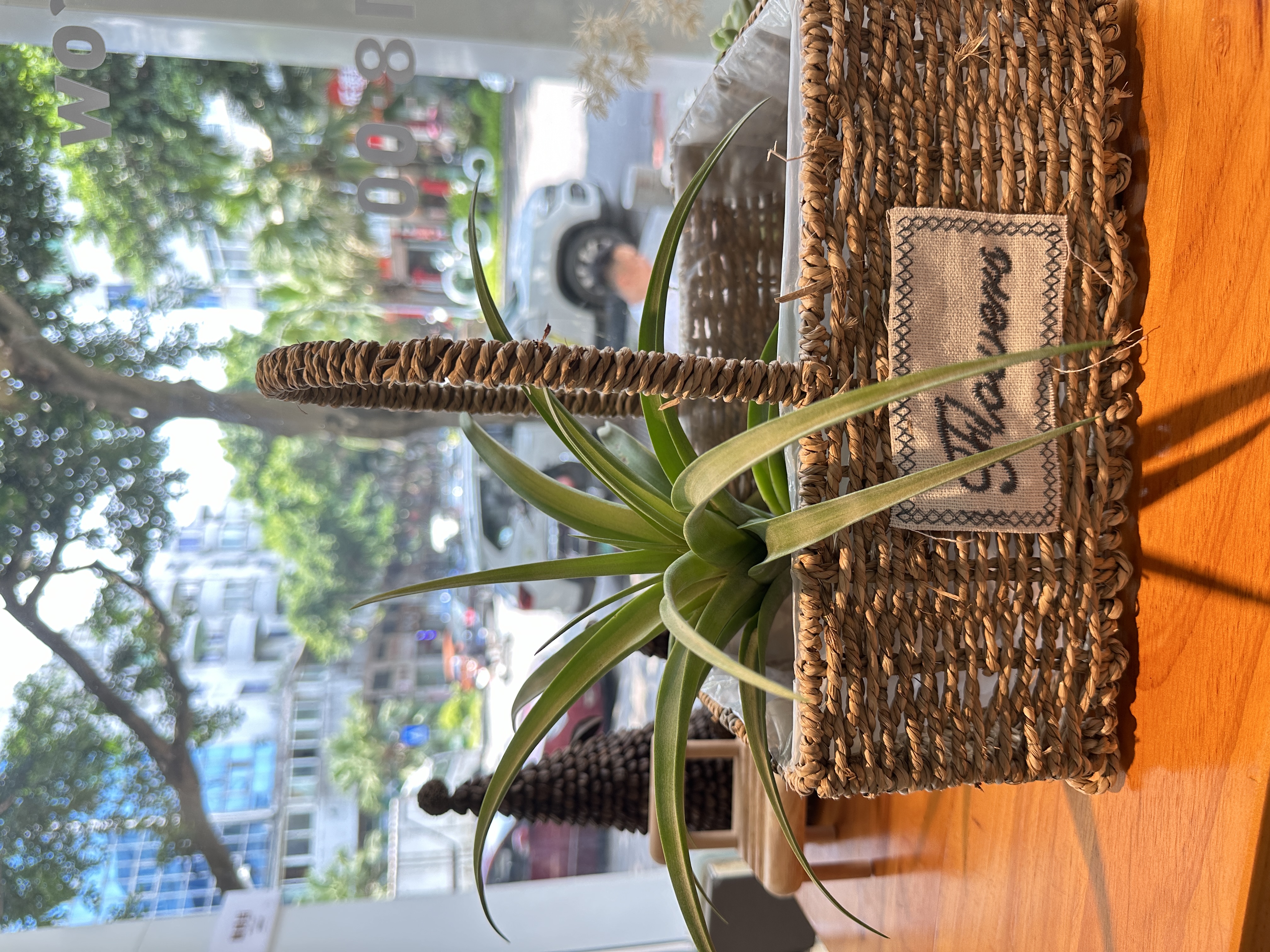 木柄（纯植物）治愈艺术绿植空气凤梨室内居家园艺净化空气