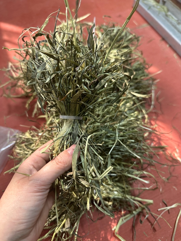 24年头茬晒干（有穗）提摩西草 扎带版 浪费少 好搞卫生