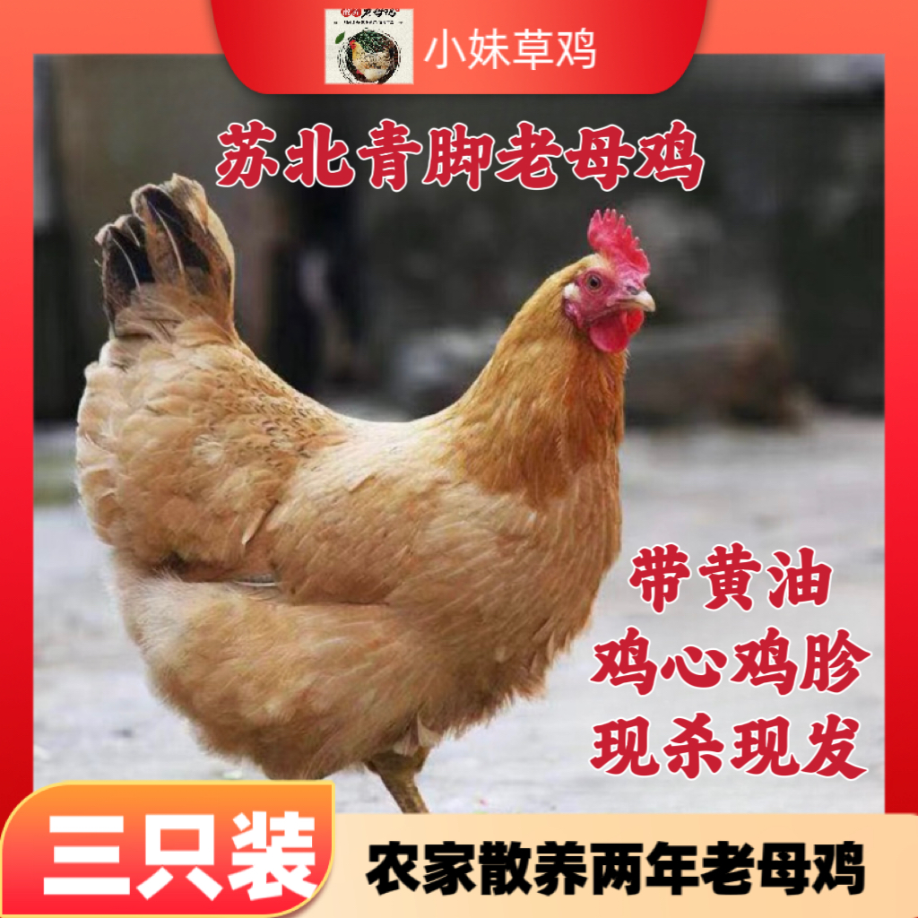 （3只）苏北老母鸡 单只净重2.3-2.7斤 顺丰冷运