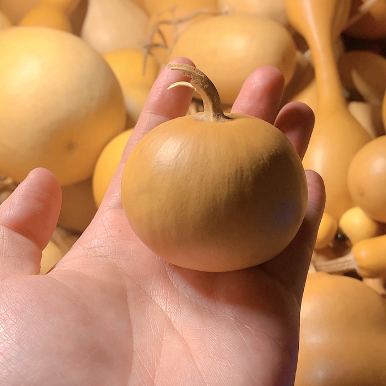 【闪购商品】天然葫芦风*骤