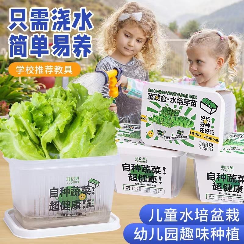 水培发芽植物儿童种植小盆裁生长现察花农幼儿园绿植小学生蔬菜盒