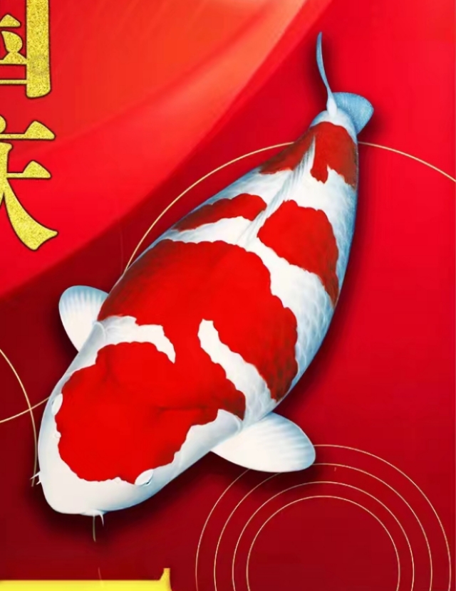 锦鲤活鱼观赏鱼草金鱼淡水冷水好养易存活 