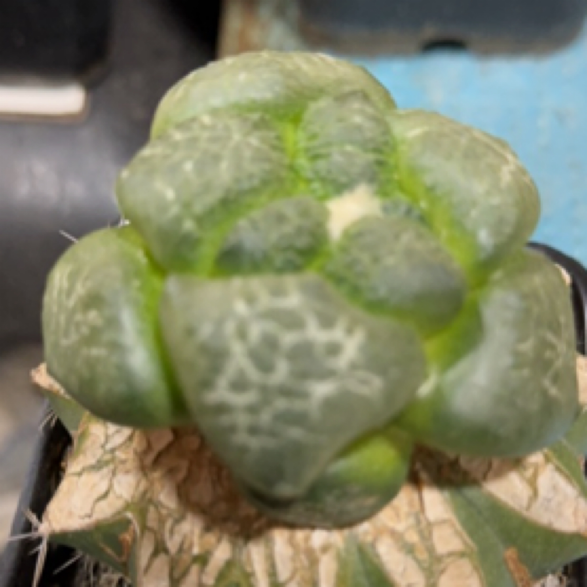 大尤连山牡丹，直径6.5厘米