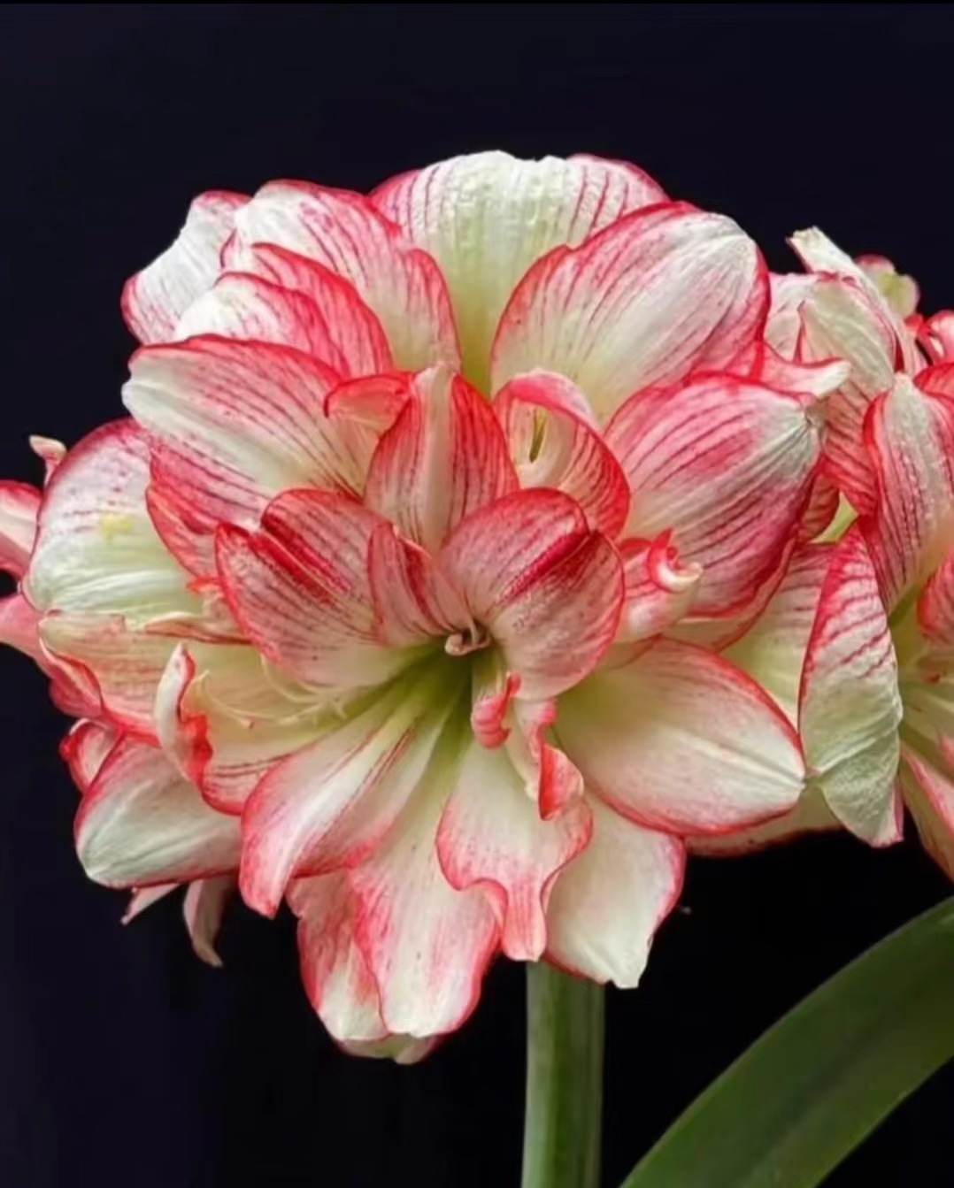 （蔓越莓）朱顶红自然球包对版3.5-4公分左右