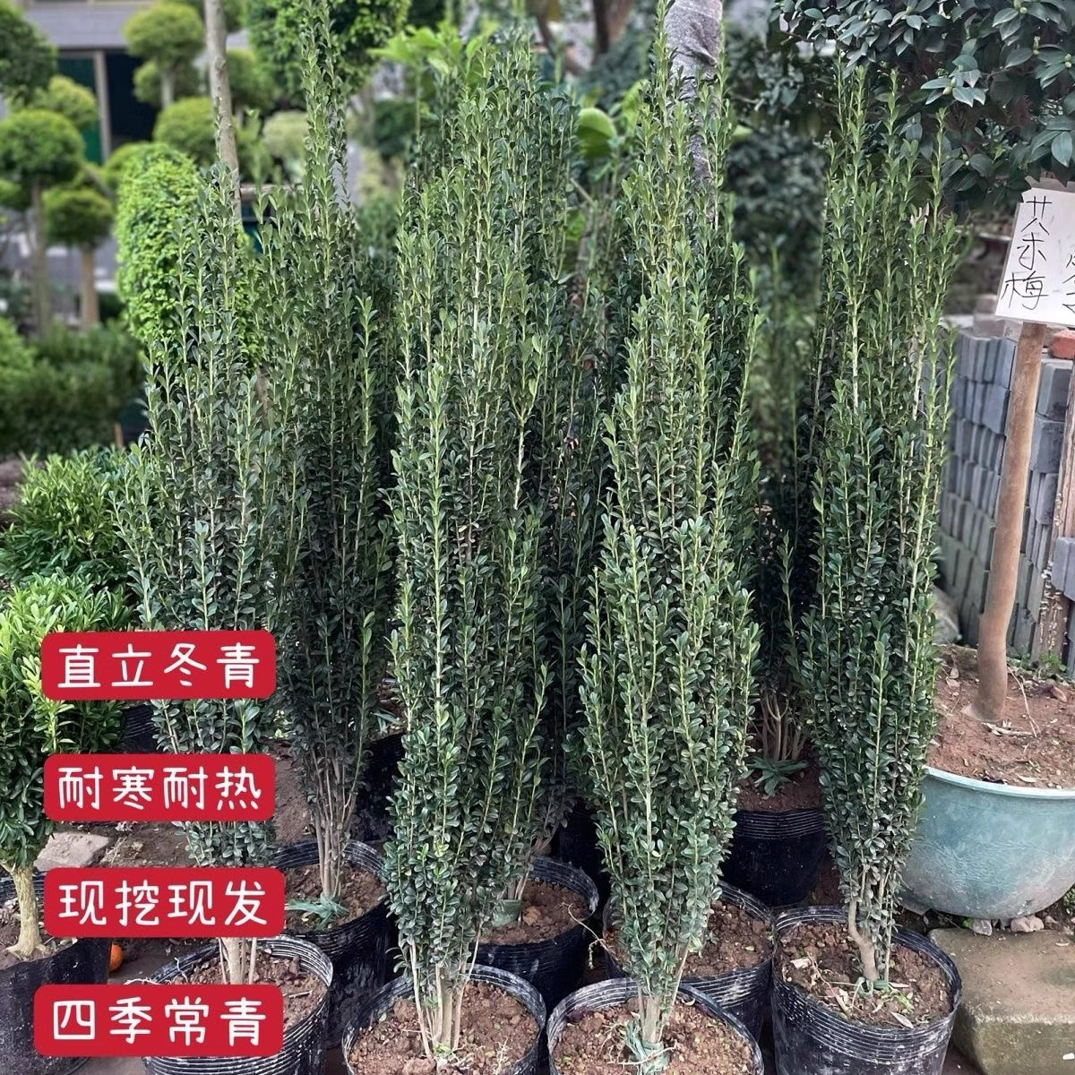 直立冬青朝天笔花园直立冬青花镜花园四季常青