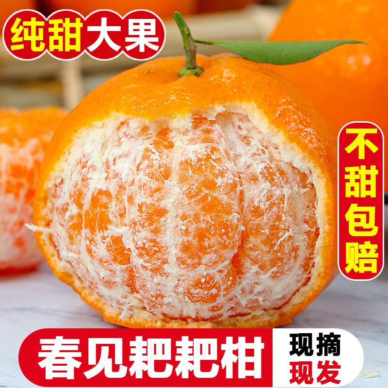 现摘现发四川春见耙耙柑应季新鲜桔子孕妇水果粑粑柑丑橘子不知火