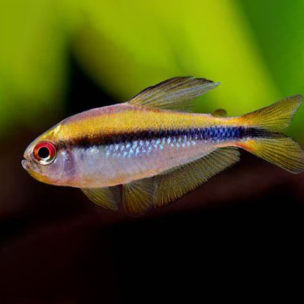 直播特惠老版彩虹魔鬼灯鱼