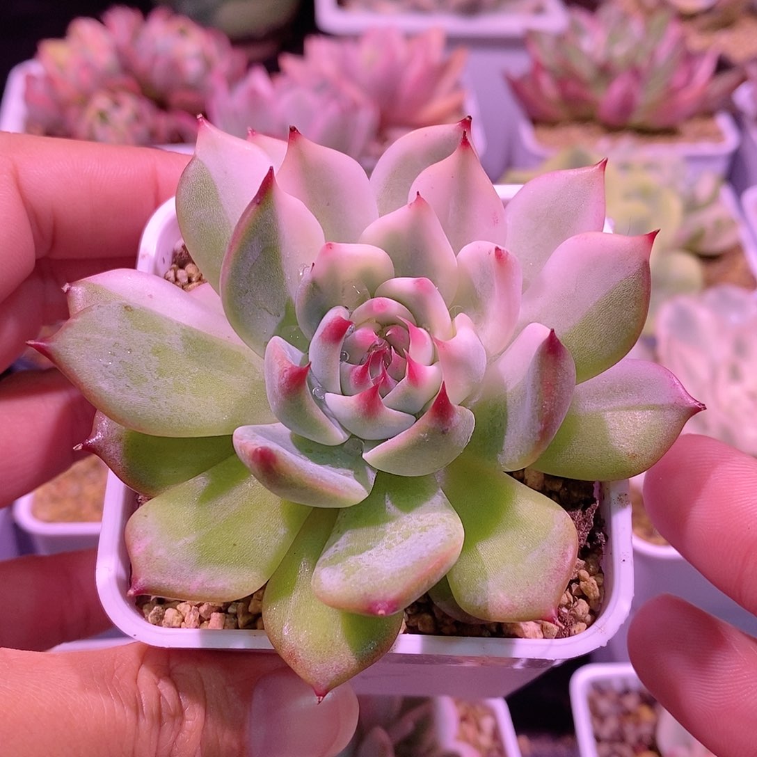 吉娃娃锦多肉植物老桩