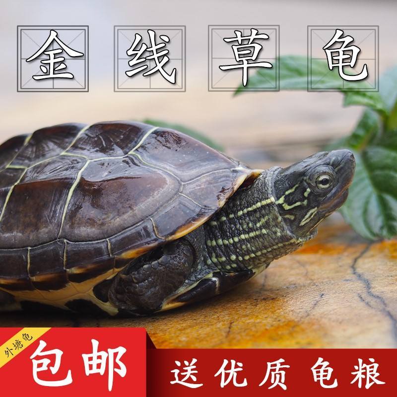 小乌龟中华草龟活物外塘大小乌龟活体金线龟宠物水龟墨龟苗养可爱