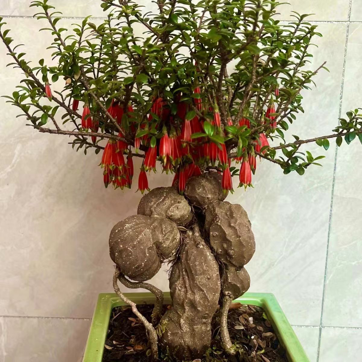 五翅梅吊金钟老桩绿植盆景（一物一拍，私拍随机发）