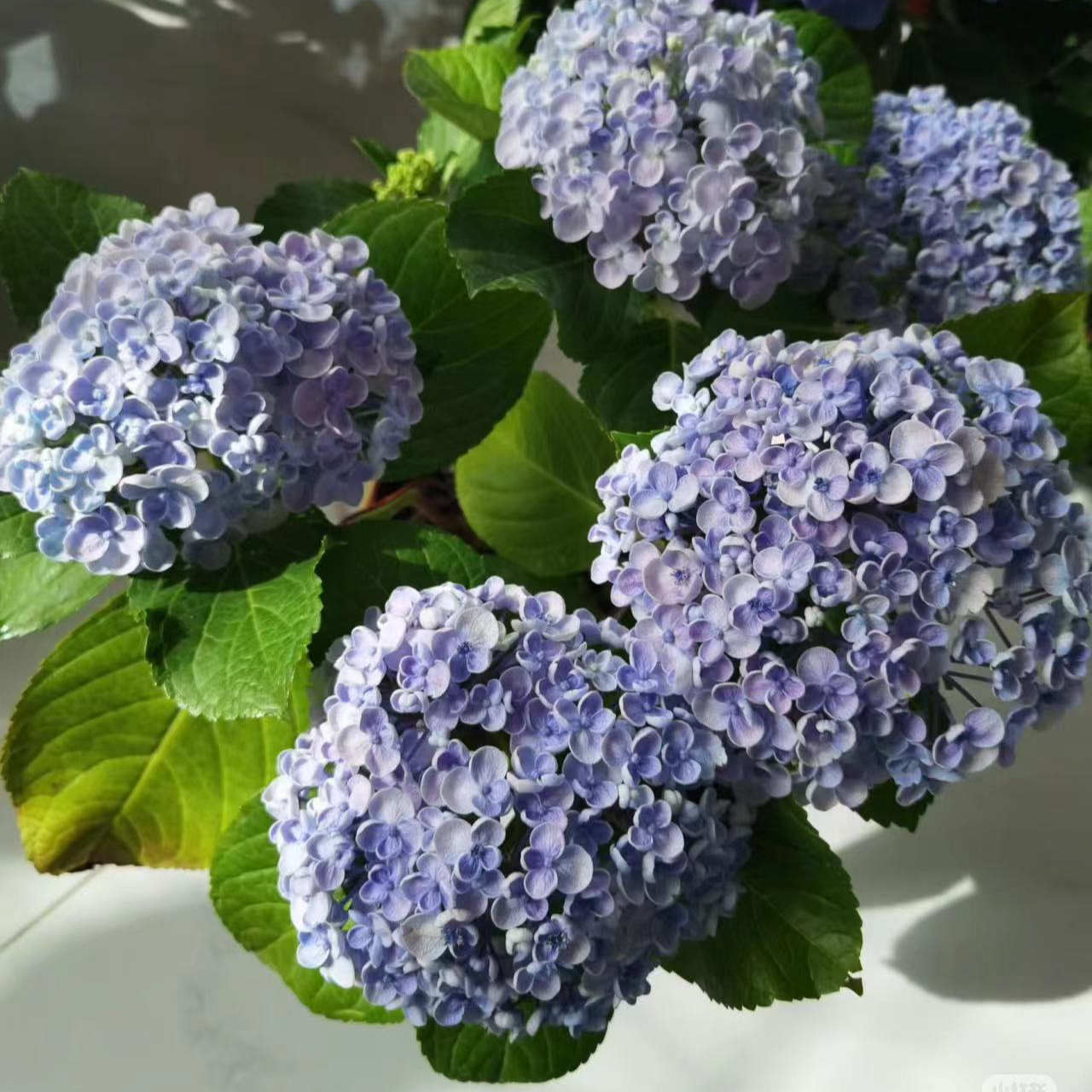 【任选两单包邮】爱莎绣球多彩随机1枝  路损20%以内不售后