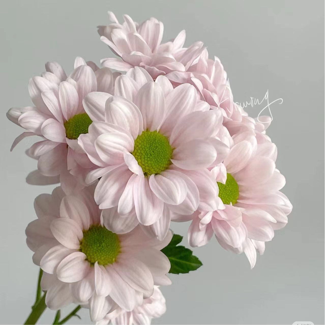 【草花】小菊肯尼迪10枝  路损20%以内不售后