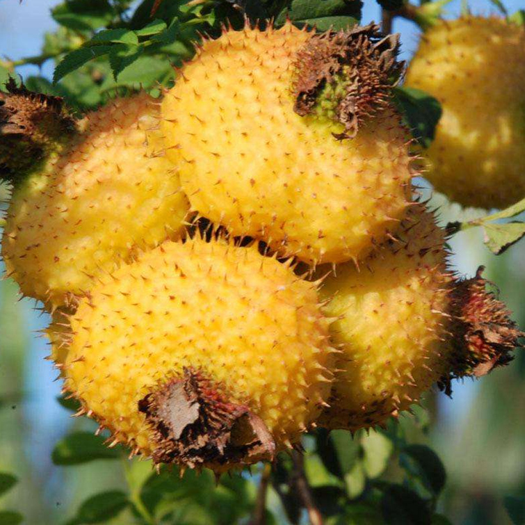 25年贵州野生鲜果刺梨 现摘新鲜刺梨果2500克 维C水果 泡酒泡茶