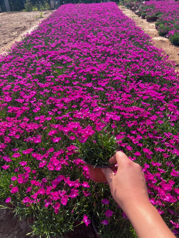 【花都世界】花卉基地现场