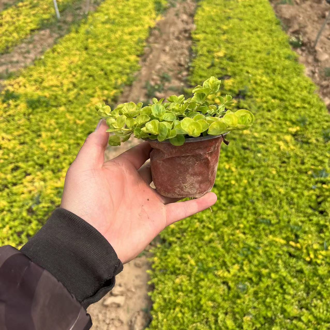 【过路黄】多年生 垂钓 四季常绿草坪 耐踩踏 耐寒抗热 