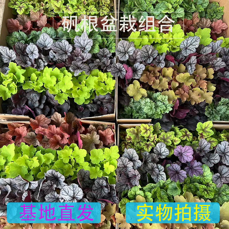 【矾根】盆栽花苗抗寒耐阴观叶小院大自然调色板姬岩垂草基地直销