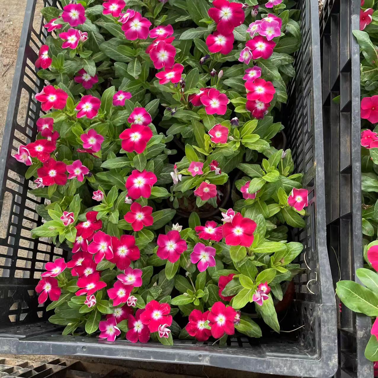 【天天开】 颜色随机 四季开花 花苞发货 庭院阳台
