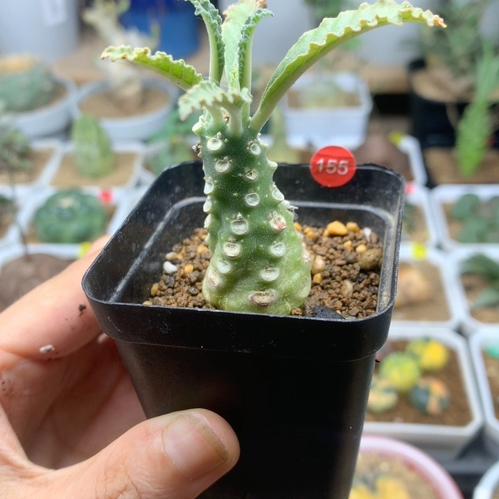 实生椰子琉桑母本带盆